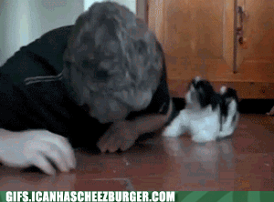 Moving Image Mayhem (Animal Edition)