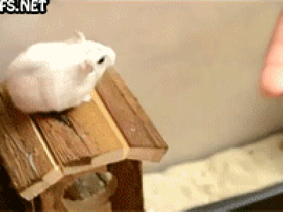 Moving Image Mayhem (Animal Edition)