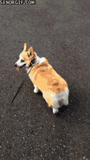 Moving Image Mayhem (Animal Edition)