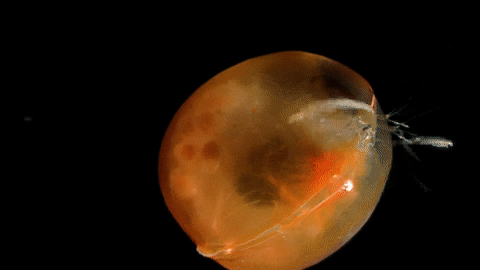 Moving Image Mayhem (Animal Edition)