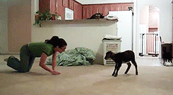 Moving Image Mayhem (Animal Edition)