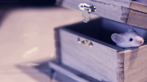 Moving Image Mayhem (Animal Edition)