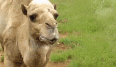 Moving Image Mayhem (Animal Edition)