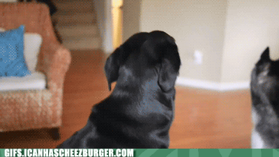 Moving Image Mayhem (Animal Edition)