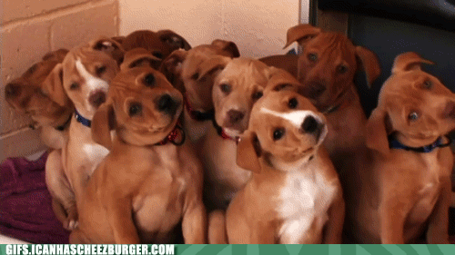 Moving Image Mayhem (Animal Edition)