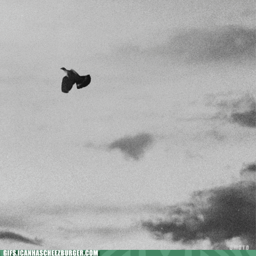 Moving Image Mayhem (Animal Edition)