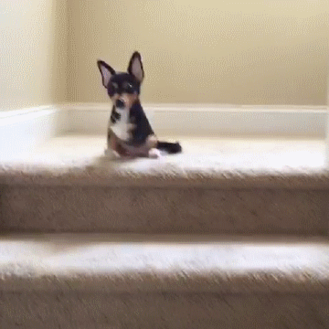 Moving Image Mayhem---Animal Edition