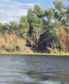 Moving Image Mayhem---Animal Edition