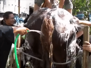 Moving Image Mayhem---Animal Edition