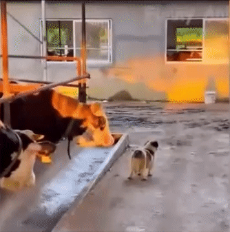 Moving Image Mayhem---Animal Edition