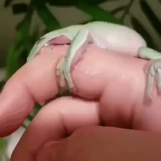 Moving Image Mayhem---Animal Edition