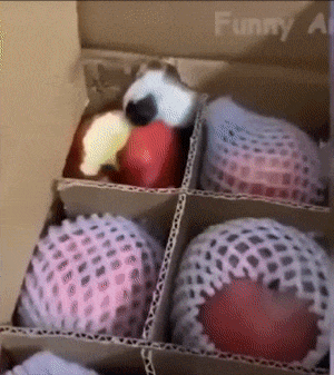 Moving Image Mayhem---Animal Edition