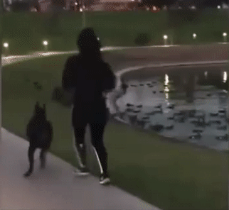 Moving Image Mayhem---Animal Edition