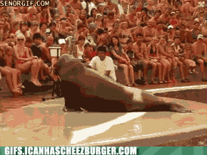 Moving Image Mayhem---Animal Edition