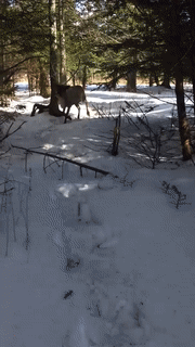 Moving Image Mayhem---Animal Edition