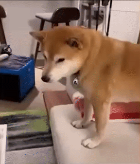 Moving Image Mayhem---Animal Edition