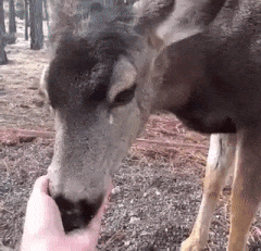 Moving Image Mayhem---Animal Edition