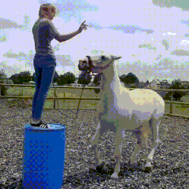 Moving Image Mayhem---Animal Edition