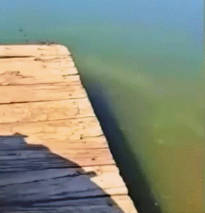 Moving Image Mayhem---Animal Edition