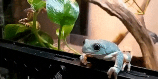 Moving Image Mayhem---Animal Edition