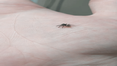 Moving Image Mayhem---Animal Edition