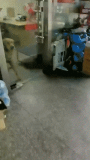 Moving Image Mayhem---Animal Edition