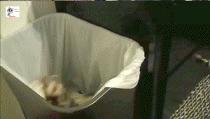 Moving Image Mayhem---Animal Edition