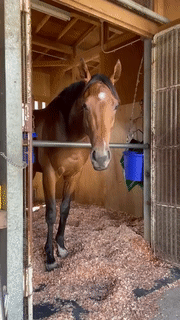 Moving Image Mayhem---Animal Edition