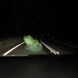 Moving Image Mayhem---Animal Edition