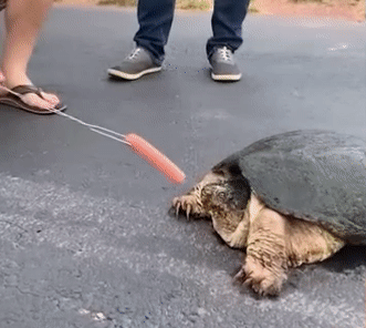 Moving Image Mayhem---Animal Edition