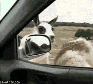 Moving Image Mayhem---Animal Edition