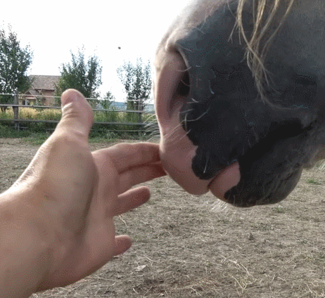 Moving Image Mayhem---Animal Edition