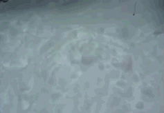 Moving Image Mayhem---Animal Edition