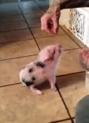 Moving Image Mayhem---Animal Edition