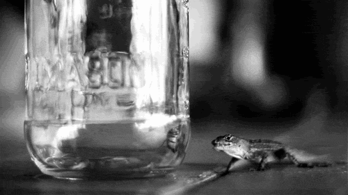 Moving Image Mayhem---Animal Edition