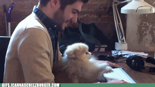 Moving Image Mayhem---Animal Edition