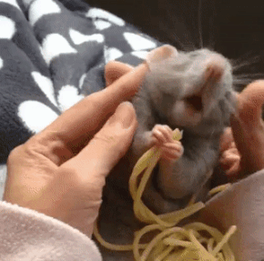 Moving Image Mayhem---Animal Edition