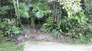 Moving Image Mayhem---Animal Edition