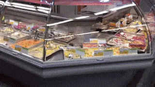 Moving Image Mayhem---Animal Edition