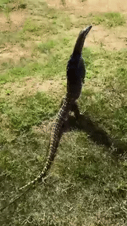 Moving Image Mayhem---Animal Edition