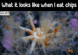 Moving Image Mayhem---Animal Edition