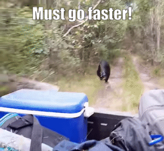 Moving Image Mayhem---Animal Edition