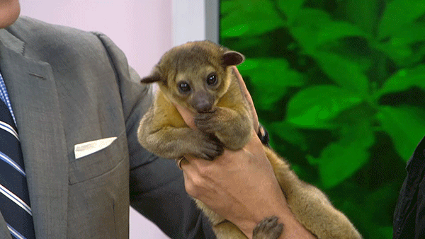 Moving Image Mayhem---Animal Edition