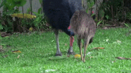 Moving Image Mayhem---Animal Edition