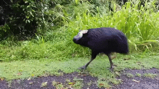 Moving Image Mayhem---Animal Edition