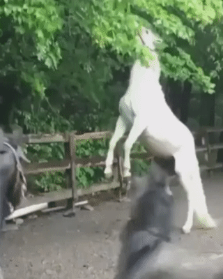 Moving Image Mayhem---Animal Edition