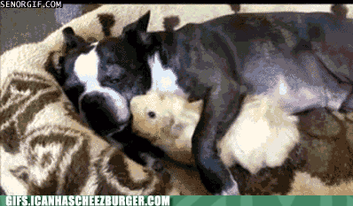 Moving Image Mayhem---Animal Edition