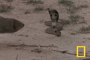 Moving Image Mayhem---Animal Edition