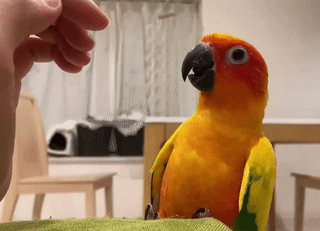 Moving Image Mayhem---Animal Edition