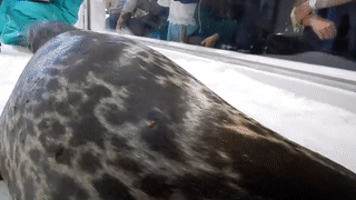 Moving Image Mayhem---Animal Edition